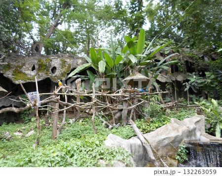 Colorful Parrots Perched in a Natural Zoo Habitat with Rocks and Foliage 132263059