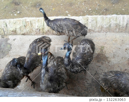 Emus Gathering Near the Fence in a Zoo Enclosure with a Stone Pathway 132263063