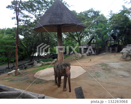 Elephant Standing in a Zoo Enclosure with Thatched Structures and Greenery 132263068
