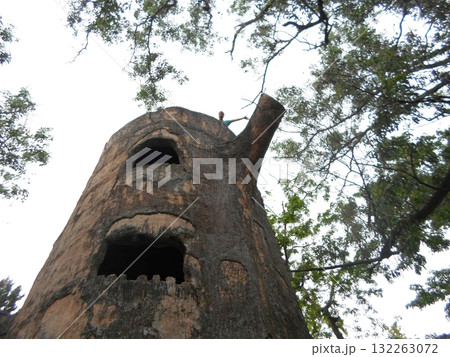 Visitor on Top of a Treehouse in a Zoo Surrounded by Lush Trees and Branches 132263072