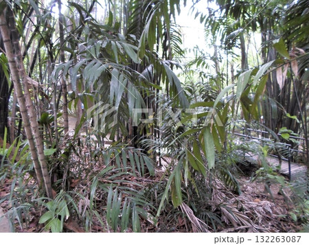 A Lush Bamboo Jungle with a Wooden Bridge Amid Dense Tropical Foliage 132263087
