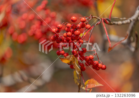 真っ赤に染まるナナカマドの実 132263096