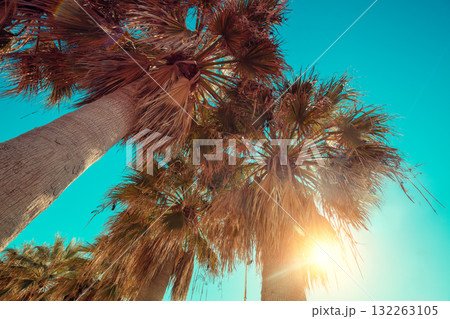 Palm trees against the blue sky. Palm plantation. Tropical landscape. Beautiful tropical nature Palm trees against the blue sky. Palm plantation. Tropical landscape. Beautiful tropical nature 132263105