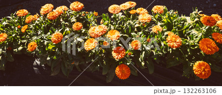 Flowering calendula flowers on a sunny day. Floral nature background. Horizontal banner Flowering calendula flowers on a sunny day. Floral nature background. Horizontal banner 132263106