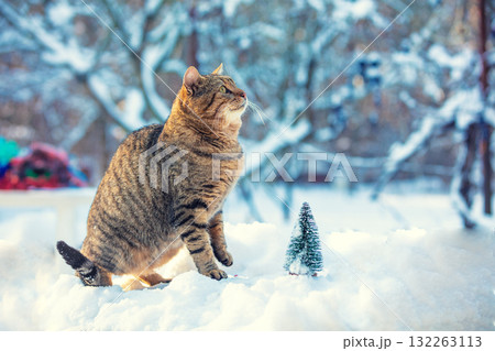 Cat outdoors in winter. Cute kitten walking in the snow in winter 132263113