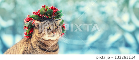 Portrait of a funny cat in a Christmas wreath. The cat sits in the garden in winter. Horizontal banner Portrait of a funny cat in a Christmas wreath. The cat sits in the garden in winter. Horizontal banner 132263114