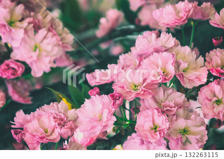 Blossoming sakura (Cherry blossom) nature background Blossoming sakura (Cherry blossom) nature background 132263115