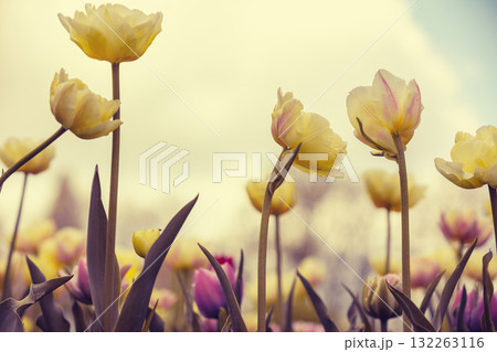 Tulips field in the spring. Yellow tulips blooming against the sky. Floral nature background 132263116