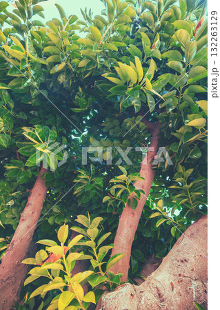 Ficus trees. Ficus grove on a sunny day. Vertical banner 132263129