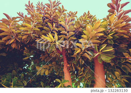 Ficus trees. Ficus grove against the sky on a sunny day Ficus trees. Ficus grove against the sky on a sunny day 132263130