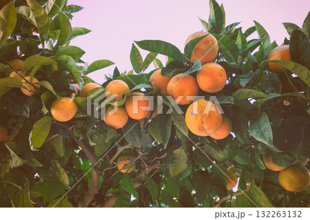 Branches with ripe oranges against the sky 132263132
