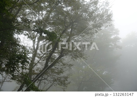 霧に包まれる森 霧に包まれる森 132263147
