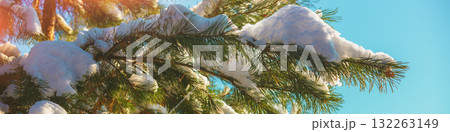 Pine branch covered with snow. Horizontal banner Pine branch covered with snow. Horizontal banner 132263149