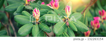 Blooming azalea flowers in a garden. Spring tropical nature background. Horizontal banner Blooming azalea flowers in a garden. Spring tropical nature background. Horizontal banner 132263154