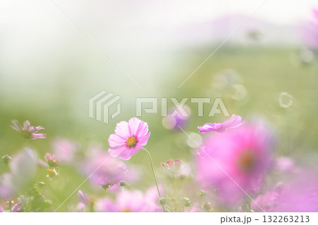 淡い光と玉ボケが幻想的なピンクのコスモス 132263213