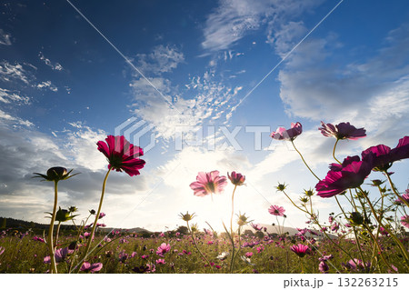 雄大な秋の空と光芒に輝くピンクの花 132263215
