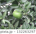 青い実をつける温州ミカン 132263297