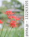 彼岸花 132263305