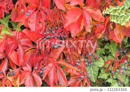 View of creeping ivy and Virginia creeper. Ivy climbing on a wall. Red leaves. Macro image, close-up. Concept of autumn colors and the coming winter. 132263308