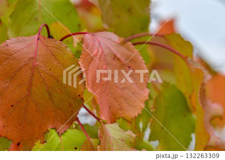 View of fall-colored leaves on a tree. Fall colors on trees. Fall colors on foliage. Macro image, close-up. Full-color background and wallpaper. Concept of fall colors and the coming winter. 132263309