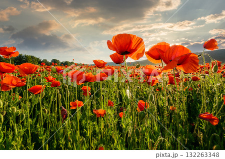 red poppy field at sunset. beautiful countryside landscape with flowers in rays of evening sun. sea of blooming poppies in summer. clouds on the blue sky. vibrant rural scene of ukraine 132263348