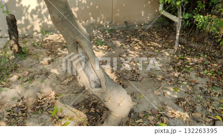 Fallen autumn leaves scattered on ground with cracked tree trunk symbolizing change of season and natural aging process Fallen autumn leaves scattered on ground with cracked tree trunk symbolizing change of season and natural aging process 132263395