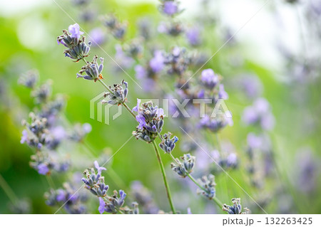 Soft purple lavender flowers blooming in a summer field with green background, evoking calmness, nature, and aromatic beauty. 132263425