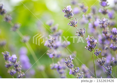 Soft purple lavender flowers blooming in a summer field with green background, evoking calmness, nature, and aromatic beauty. 132263426