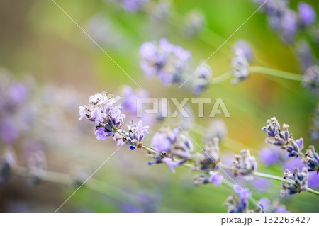 Soft purple lavender flowers blooming in a summer field with green background, evoking calmness, nature, and aromatic beauty. 132263427