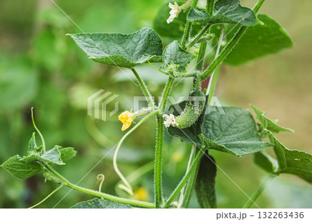 A tiny cucumber forming at the base of a yellow flower on a vine, captured in macro detail with a soft green natural background. A tiny cucumber forming at the base of a yellow flower on a vine, captured in macro detail with a soft green natural background. 132263436