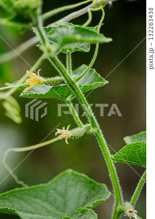 A tiny cucumber forming at the base of a yellow flower on a vine, captured in macro detail with a soft green natural background. A tiny cucumber forming at the base of a yellow flower on a vine, captured in macro detail with a soft green natural background. 132263438