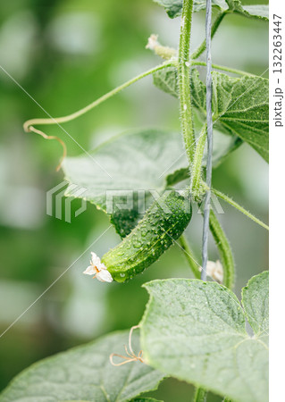 A young cucumber covered in dew grows on a healthy green vine, symbolizing freshness, organic farming, and natural vegetable growth. 132263447
