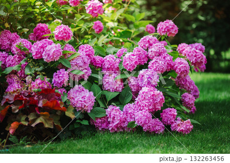 Beautiful blooming pink hydrangeas brightens green lawn landscaped backyard, evoking summer tranquility and elegance. Beautiful blooming pink hydrangeas brightens green lawn landscaped backyard, evoking summer tranquility and elegance. 132263456