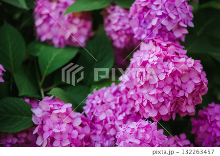 Beautiful blooming pink hydrangeas brightens green lawn landscaped backyard, evoking summer tranquility and elegance. Beautiful blooming pink hydrangeas brightens green lawn landscaped backyard, evoking summer tranquility and elegance. 132263457