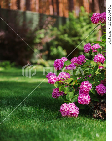 Beautiful cluster of blooming pink hydrangeas brightens green lawn of landscaped backyard, evoking summer tranquility and elegance. 132263461