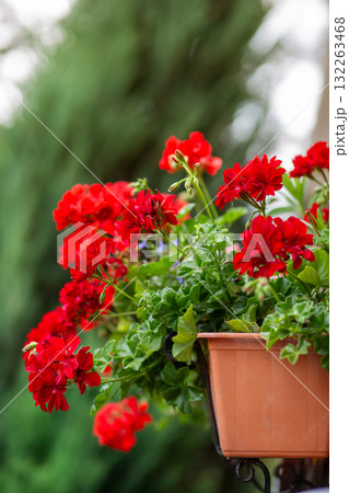 Summer Red geranium. Pelargonium blossom colorful geraniums oriental plants for decoration of gardens or balconies 132263468