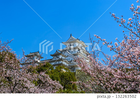 平成の大修理 姫路城天守と桜 2015年3月31日 平成の大修理 姫路城天守と桜 2015年3月31日 132263502