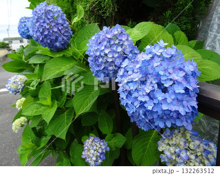 梅雨に咲く紫陽花 132263512