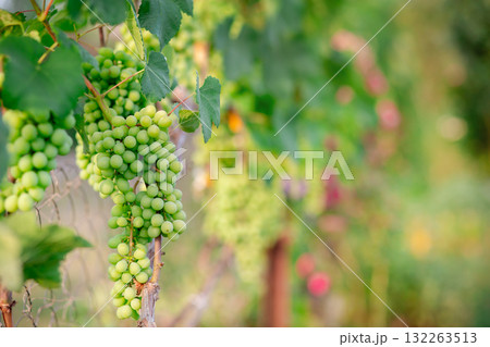 Close-up of fresh green grapes hanging on the vine, surrounded by lush leaves 132263513
