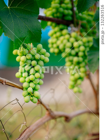 Close-up of fresh green grapes hanging on the vine, surrounded by lush leaves Close-up of fresh green grapes hanging on the vine, surrounded by lush leaves 132263516