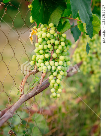 Close-up of fresh green grapes hanging on the vine, surrounded by lush leaves Close-up of fresh green grapes hanging on the vine, surrounded by lush leaves 132263517
