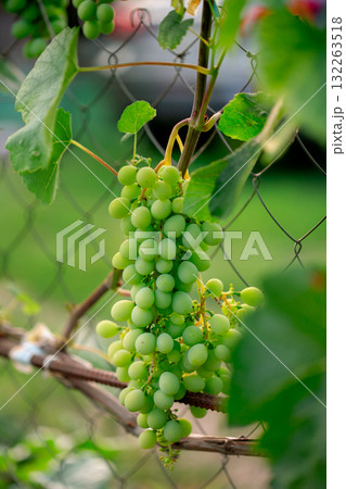 Close-Up of Green Grapes on Vine. Close-up of vibrant green grapes hanging on vine lush leaves Close-Up of Green Grapes on Vine. Close-up of vibrant green grapes hanging on vine lush leaves 132263518