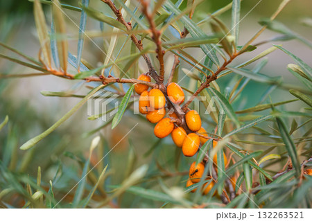 Bright sea buckthorn branch with juicy orange berries and narrow green leaves on a black background. Natural botanical composition Bright sea buckthorn branch with juicy orange berries and narrow green leaves on a black background. Natural botanical composition 132263521