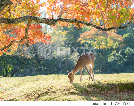 奈良公園の秋の紅葉と鹿 132263581