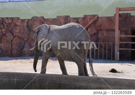 同部動物公園の左側を向いているアフリカゾウ 埼玉県宮代町 132263589
