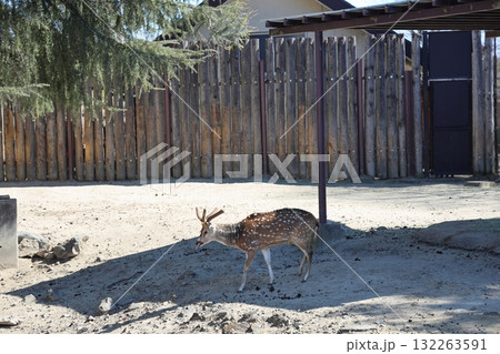 日陰でひとやすみするアクシスジカ 東武動物公園 埼玉県宮代町 日陰でひとやすみするアクシスジカ 東武動物公園 埼玉県宮代町 132263591