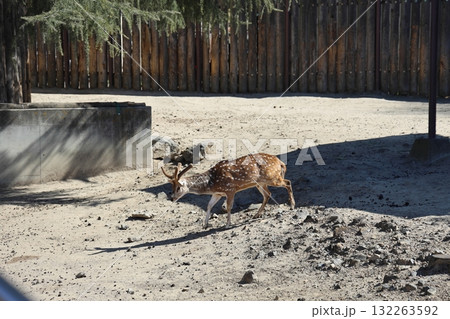 日向を歩くアクシスジカ 東武動物公園 埼玉県宮代町 日向を歩くアクシスジカ 東武動物公園 埼玉県宮代町 132263592
