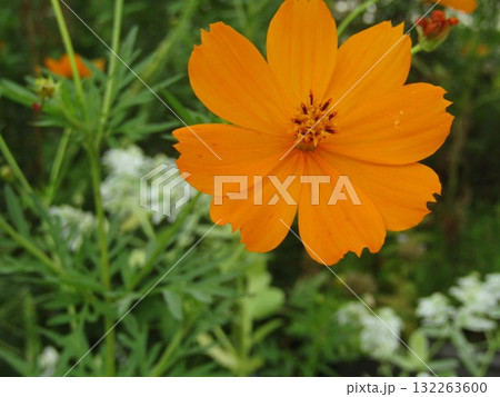 キバナコスモスのオレンジ色の花 キバナコスモスのオレンジ色の花 132263600