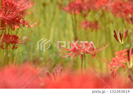 彼岸を彩る赤いヒガンバナ 彼岸を彩る赤いヒガンバナ 132263614