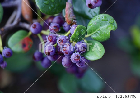 雨上がりのベリー 132263786